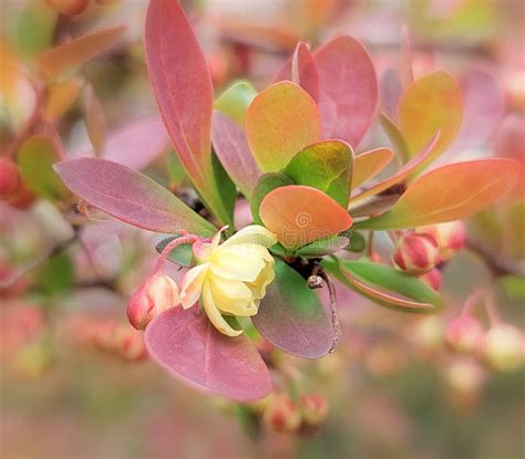 Thunberg S Barberry (Berberis Thunbergii) Stock Photo - Image of garden ...