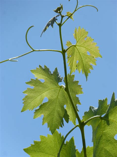 Vine Outbreak Sheets - Free photo on Pixabay - Pixabay