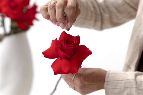 single rose  flower web