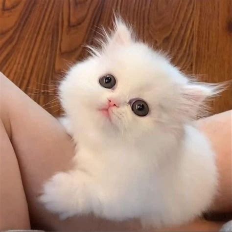 Создать мем "белый перс котенок, персидские котята, персидская кошка ...