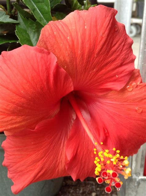 Red Hibiscus | Hibiscus, Flowers, Plants