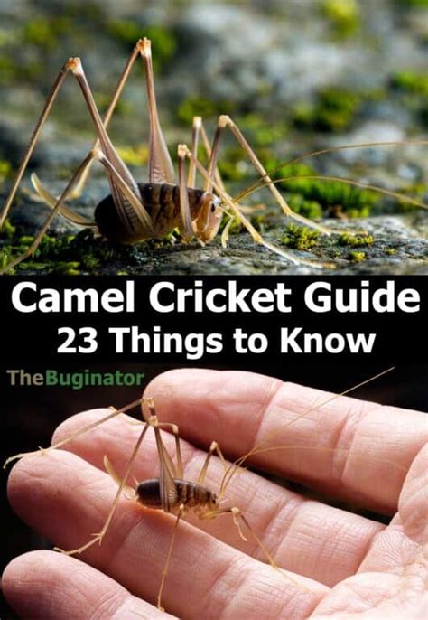 Camel Cricket Guide (23 Things to Know) Cave & Spider Crickets » The ...
