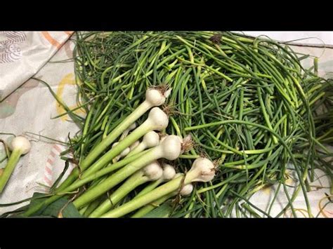 |Tập 129| Người Hàn Quốc ăn luôn cây tỏi và cọng tỏi?stir fried garlic ...
