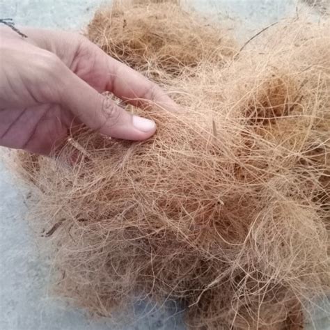 detail gambar sabut kelapa koleksi nomer