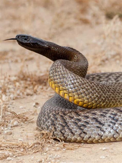 Understanding The Inland Taipan Bite - Animals Around The Globe