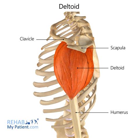 deltoid rehab  patient