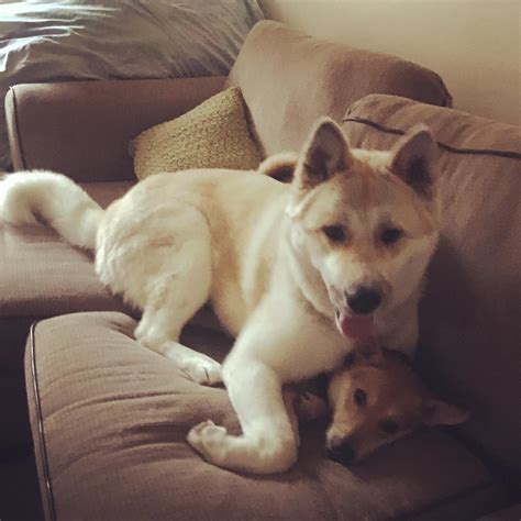 Big dog sits on little dog (If she fits, she sits!!!) : r/AnimalsBeingJerks