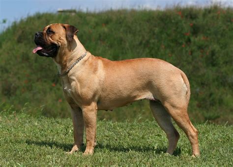 9 Mastiff Breeds That Are Large and Protective