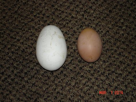 When do embden geese lay eggs? | Page 4 | BackYard Chickens - Learn How ...