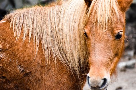 Caballo Naturaleza - Free photo on Pixabay - Pixabay