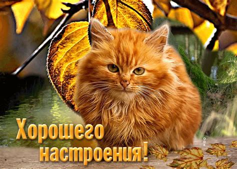Добрая открытка Хорошего настроения- Скачать бесплатно на otkritkiok.ru