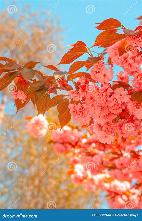 Fashion Aesthetics Wallpaper. Pink Flowers. Cherry Blossom Tree. Stock ...