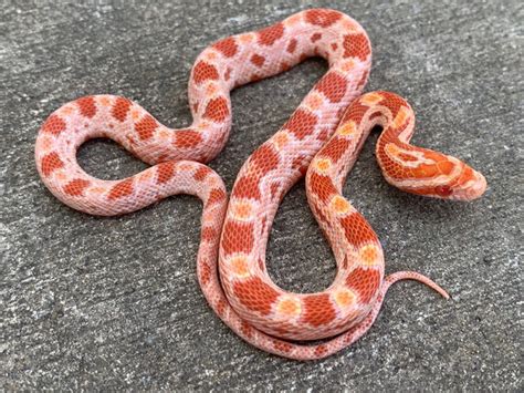 Coral Snow Corn Snakes for sale | Snakes at Sunset