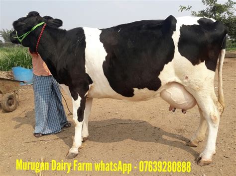 Hf Cow Farm In Tamilnadu - All About Cow Photos