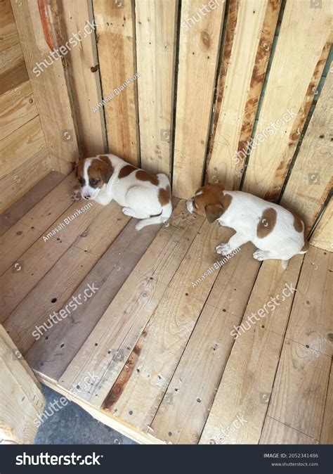 1 Diy pallet dog house Images, Stock Photos & Vectors | Shutterstock