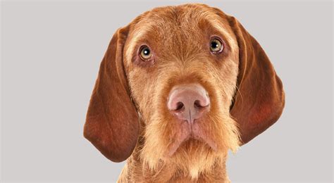 Wirehaired Vizsla - Alchetron, The Free Social Encyclopedia