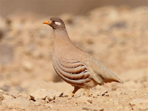 Sand Partridge - Ammoperdix heyi - Birds of the World