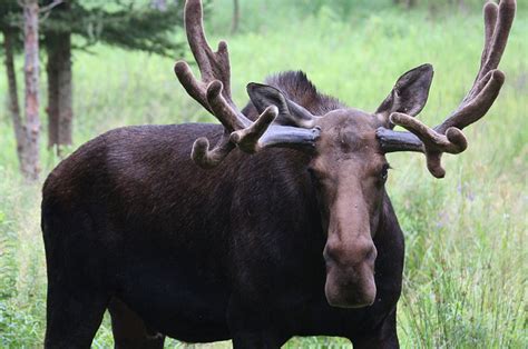 Shubenacadie Provincial Wildlife Park, NS, Canada - Heroes Of Adventure