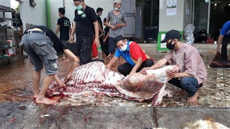 simpan daging kurban biar tak busuk  awet jangan campur sapi