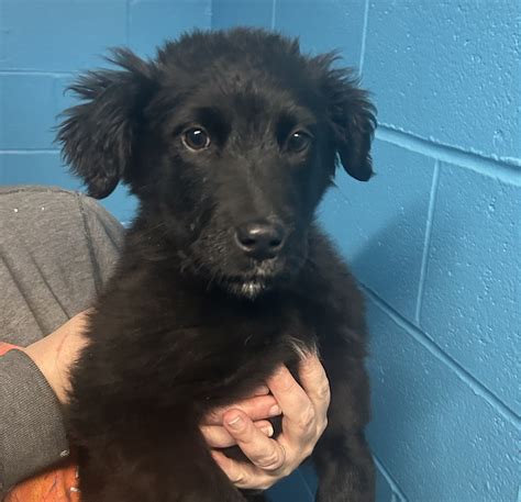 Spca cape breton rescues are reaching an all-time high this year 17