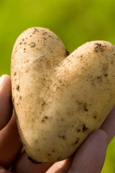 how long potatoes take to grow