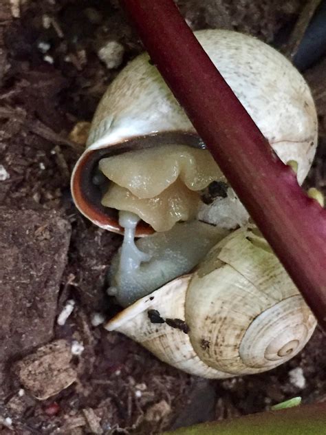 A tale of two snails: Trip to the gardens of love : gardening