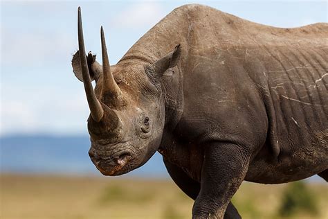 Kenya Animals — Animals That Live in Kenya - WorldAtlas