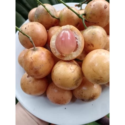 Jual Buah Menteng 1kg | Shopee Indonesia