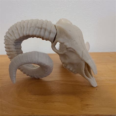 ram skull etsy