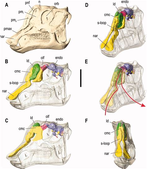 Endocranial Anatomy of Lambeosaurine Hadrosaurids (Dinosauria ...