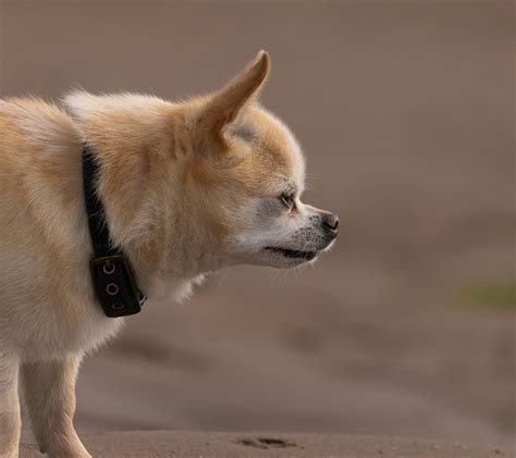 Fluffy Chihuahuas: Types, Care, and Tips for Happy Owners