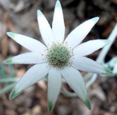 Actinotus helianthi. Flannel flower, or Sydney flannel flower, is ...
