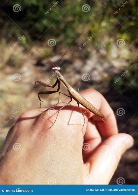Mantis insect on hand stock image. Image of animal, summer - 353231535