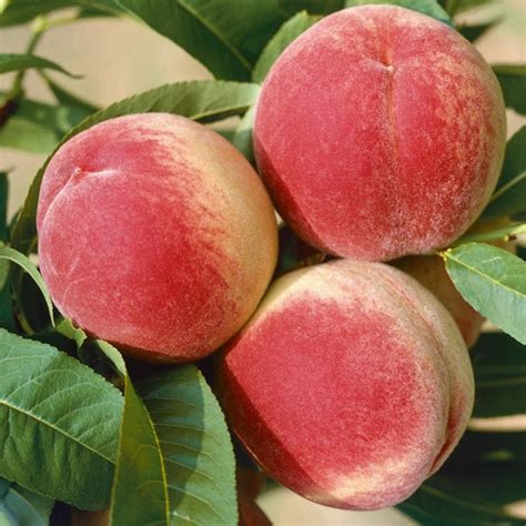 Babcock Peach | C&J Gardening Center