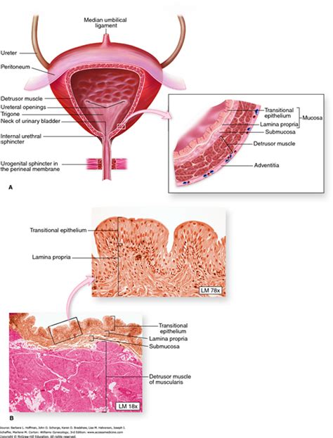 Detrusor Muscle