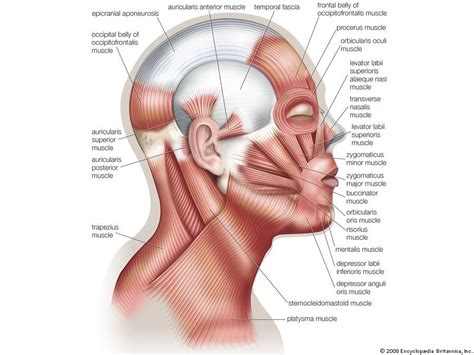 Orbicularis oculi muscle | anatomy | Britannica