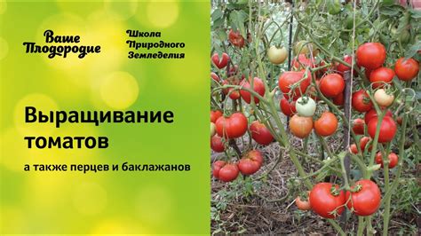 Выращивание томатов (семинар по природному земледелию) - YouTube
