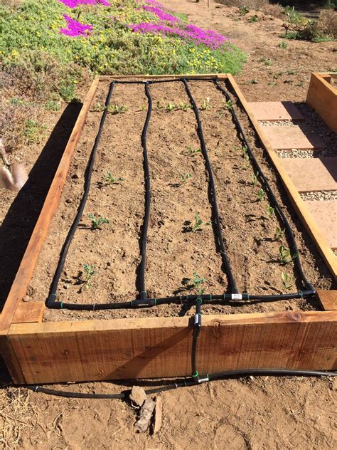 Raised Garden Bed With Irrigation at Samara Smalling blog