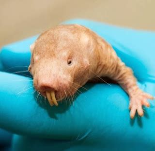 Storie di animali: la talpa nuda risponde