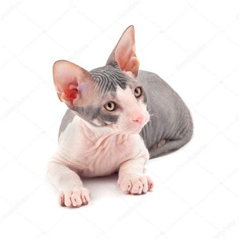 sphynx kitten stock photo  vladstar