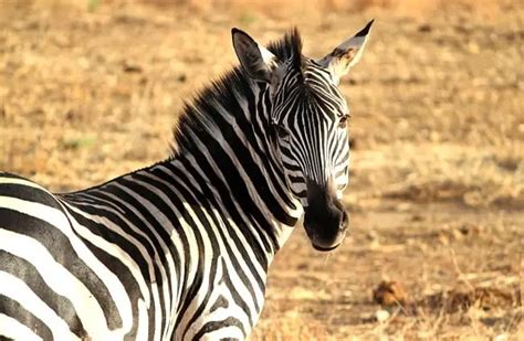 zebra description habitat image diet  interesting facts