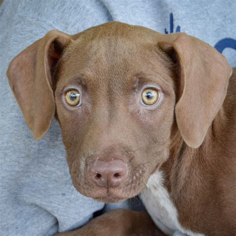 Pleakley - Animal House Shelter