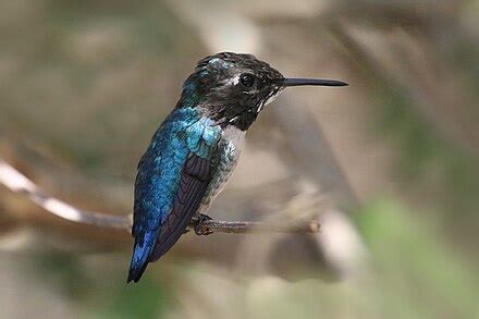 Kolibri bletë - Wikipedia