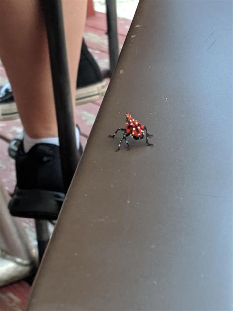 What is this beautiful yet terrifying bug?!? Reading PA, and the mofo