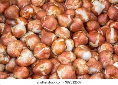 20,666 Dutch tulip bulbs Images, Stock Photos & Vectors | Shutterstock