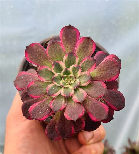Aeonium 'Black King Kong' – Coastal Succulents, Cacti & Alpines