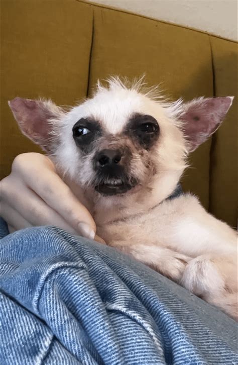 Show me the most cursed image of your chihuahua! : r/Chihuahua