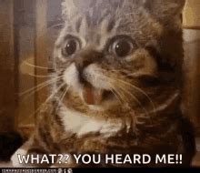 Cat Huh GIFs | Tenor