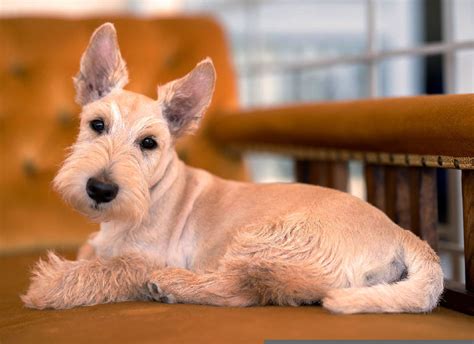 Scottish Terrier