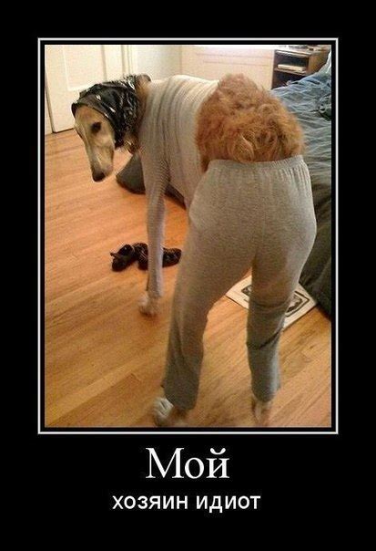 Фото Мой хозяин идиот